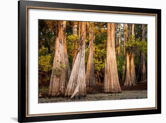 Bald Cypress in Water, Pierce Lake, Atchafalaya Basin, Louisiana, USA-Alison Jones-Framed Photographic Print