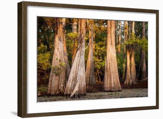 Bald Cypress in Water, Pierce Lake, Atchafalaya Basin, Louisiana, USA-Alison Jones-Framed Photographic Print