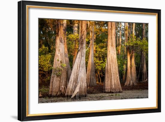 Bald Cypress in Water, Pierce Lake, Atchafalaya Basin, Louisiana, USA-Alison Jones-Framed Photographic Print