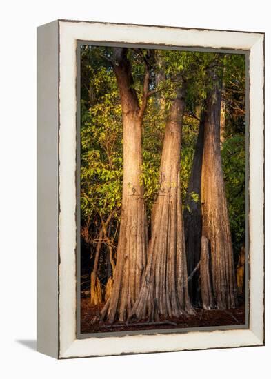 Bald Cypress in Water, Pierce Lake, Atchafalaya Basin, Louisiana, USA-Alison Jones-Framed Premier Image Canvas