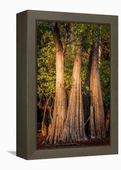 Bald Cypress in Water, Pierce Lake, Atchafalaya Basin, Louisiana, USA-Alison Jones-Framed Premier Image Canvas