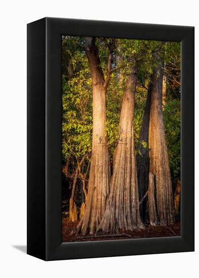 Bald Cypress in Water, Pierce Lake, Atchafalaya Basin, Louisiana, USA-Alison Jones-Framed Premier Image Canvas