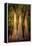 Bald Cypress in Water, Pierce Lake, Atchafalaya Basin, Louisiana, USA-Alison Jones-Framed Premier Image Canvas