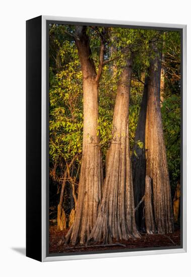 Bald Cypress in Water, Pierce Lake, Atchafalaya Basin, Louisiana, USA-Alison Jones-Framed Premier Image Canvas