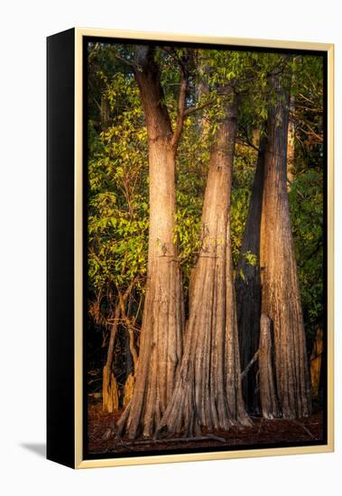 Bald Cypress in Water, Pierce Lake, Atchafalaya Basin, Louisiana, USA-Alison Jones-Framed Premier Image Canvas