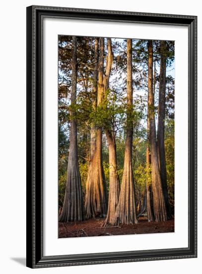 Bald Cypress in Water, Pierce Lake, Atchafalaya Basin, Louisiana, USA-Alison Jones-Framed Photographic Print