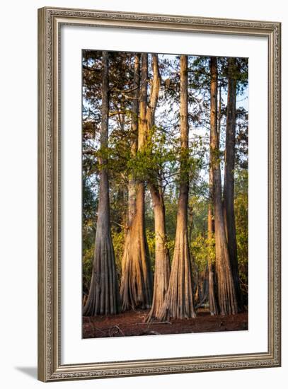 Bald Cypress in Water, Pierce Lake, Atchafalaya Basin, Louisiana, USA-Alison Jones-Framed Photographic Print