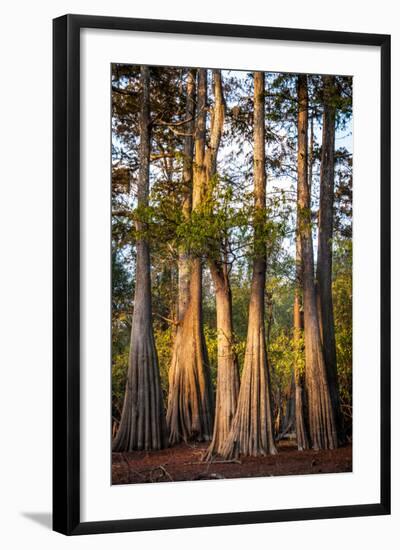 Bald Cypress in Water, Pierce Lake, Atchafalaya Basin, Louisiana, USA-Alison Jones-Framed Photographic Print