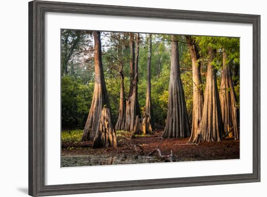 Bald Cypress in Water, Pierce Lake, Atchafalaya Basin, Louisiana, USA-Alison Jones-Framed Photographic Print