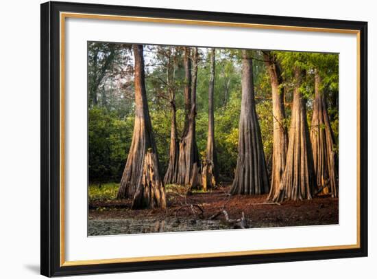 Bald Cypress in Water, Pierce Lake, Atchafalaya Basin, Louisiana, USA-Alison Jones-Framed Photographic Print