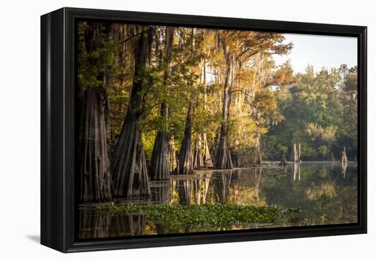 Bald Cypress in Water, Pierce Lake, Atchafalaya Basin, Louisiana, USA-Alison Jones-Framed Premier Image Canvas