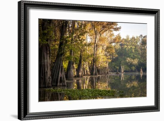 Bald Cypress in Water, Pierce Lake, Atchafalaya Basin, Louisiana, USA-Alison Jones-Framed Photographic Print