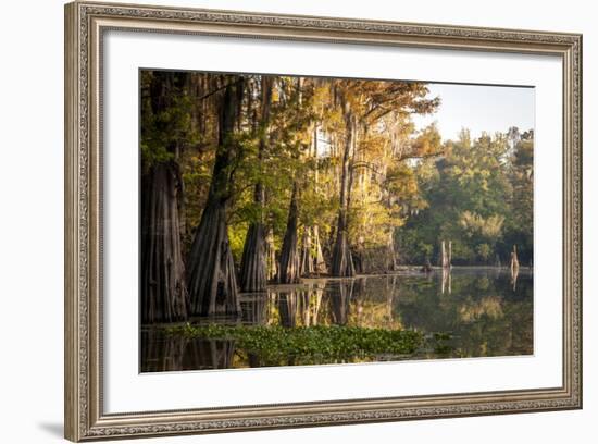 Bald Cypress in Water, Pierce Lake, Atchafalaya Basin, Louisiana, USA-Alison Jones-Framed Photographic Print