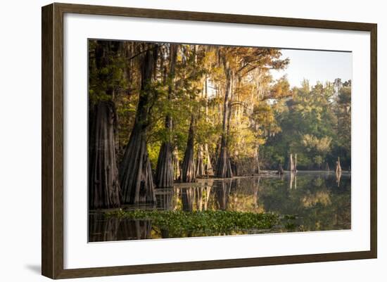 Bald Cypress in Water, Pierce Lake, Atchafalaya Basin, Louisiana, USA-Alison Jones-Framed Photographic Print