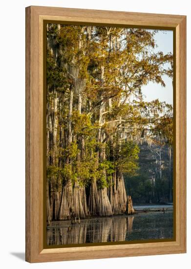 Bald Cypress in Water, Pierce Lake, Atchafalaya Basin, Louisiana, USA-Alison Jones-Framed Premier Image Canvas