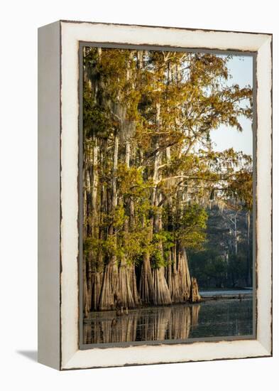 Bald Cypress in Water, Pierce Lake, Atchafalaya Basin, Louisiana, USA-Alison Jones-Framed Premier Image Canvas