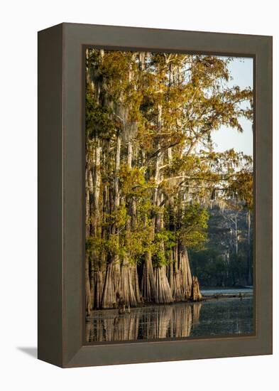 Bald Cypress in Water, Pierce Lake, Atchafalaya Basin, Louisiana, USA-Alison Jones-Framed Premier Image Canvas