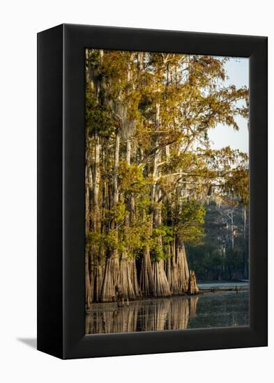 Bald Cypress in Water, Pierce Lake, Atchafalaya Basin, Louisiana, USA-Alison Jones-Framed Premier Image Canvas