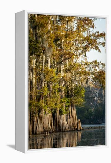 Bald Cypress in Water, Pierce Lake, Atchafalaya Basin, Louisiana, USA-Alison Jones-Framed Premier Image Canvas