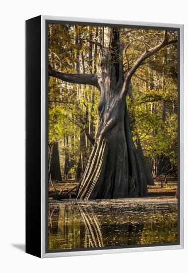 Bald Cypress in Water, Pierce Lake, Atchafalaya Basin, Louisiana, USA-Alison Jones-Framed Premier Image Canvas