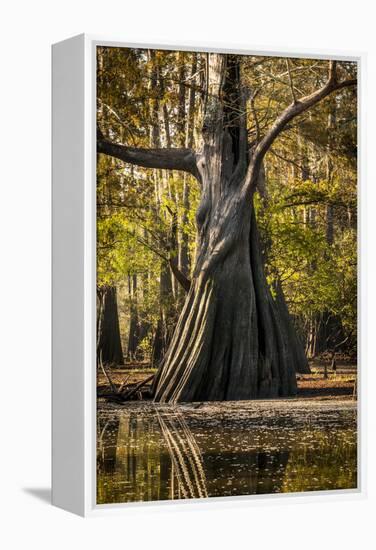 Bald Cypress in Water, Pierce Lake, Atchafalaya Basin, Louisiana, USA-Alison Jones-Framed Premier Image Canvas