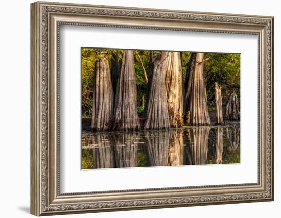 Bald Cypress in Water, Pierce Lake, Atchafalaya Basin, Louisiana, USA-Alison Jones-Framed Photographic Print