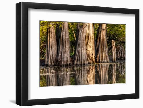 Bald Cypress in Water, Pierce Lake, Atchafalaya Basin, Louisiana, USA-Alison Jones-Framed Photographic Print