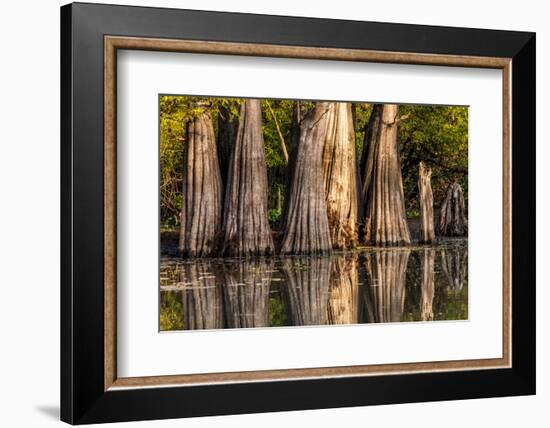 Bald Cypress in Water, Pierce Lake, Atchafalaya Basin, Louisiana, USA-Alison Jones-Framed Photographic Print