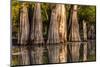 Bald Cypress in Water, Pierce Lake, Atchafalaya Basin, Louisiana, USA-Alison Jones-Mounted Photographic Print