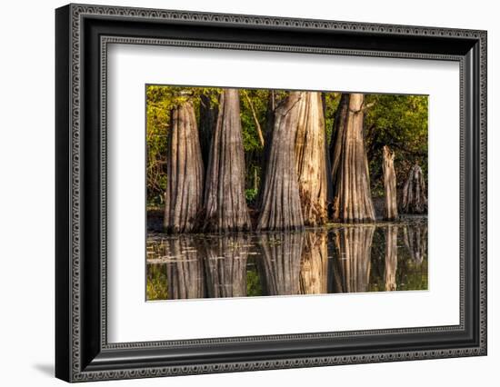 Bald Cypress in Water, Pierce Lake, Atchafalaya Basin, Louisiana, USA-Alison Jones-Framed Photographic Print