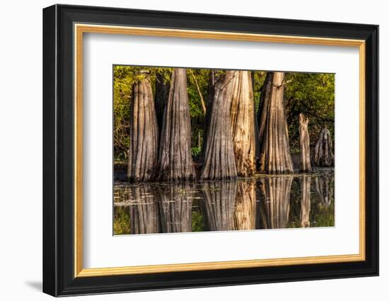 Bald Cypress in Water, Pierce Lake, Atchafalaya Basin, Louisiana, USA-Alison Jones-Framed Photographic Print