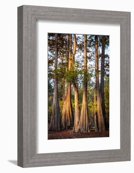 Bald Cypress in Water, Pierce Lake, Atchafalaya Basin, Louisiana, USA-Alison Jones-Framed Photographic Print