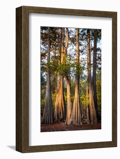 Bald Cypress in Water, Pierce Lake, Atchafalaya Basin, Louisiana, USA-Alison Jones-Framed Photographic Print