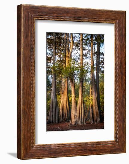 Bald Cypress in Water, Pierce Lake, Atchafalaya Basin, Louisiana, USA-Alison Jones-Framed Photographic Print