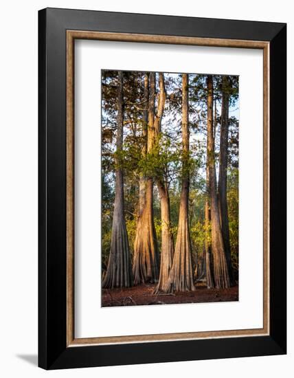 Bald Cypress in Water, Pierce Lake, Atchafalaya Basin, Louisiana, USA-Alison Jones-Framed Photographic Print