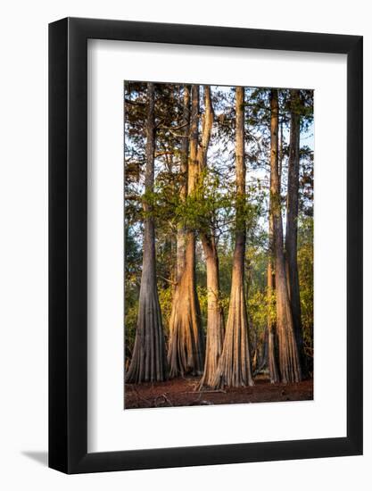 Bald Cypress in Water, Pierce Lake, Atchafalaya Basin, Louisiana, USA-Alison Jones-Framed Photographic Print