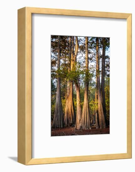 Bald Cypress in Water, Pierce Lake, Atchafalaya Basin, Louisiana, USA-Alison Jones-Framed Photographic Print