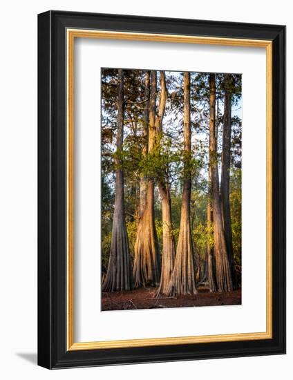 Bald Cypress in Water, Pierce Lake, Atchafalaya Basin, Louisiana, USA-Alison Jones-Framed Photographic Print