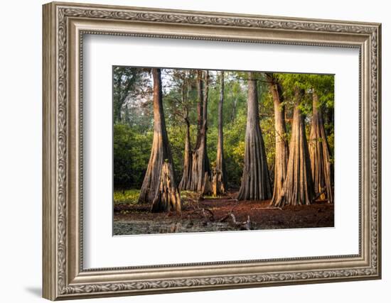 Bald Cypress in Water, Pierce Lake, Atchafalaya Basin, Louisiana, USA-Alison Jones-Framed Photographic Print