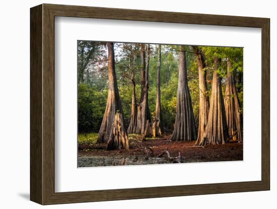 Bald Cypress in Water, Pierce Lake, Atchafalaya Basin, Louisiana, USA-Alison Jones-Framed Photographic Print