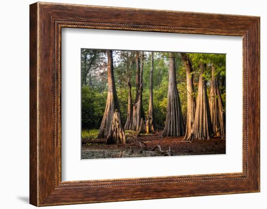 Bald Cypress in Water, Pierce Lake, Atchafalaya Basin, Louisiana, USA-Alison Jones-Framed Photographic Print