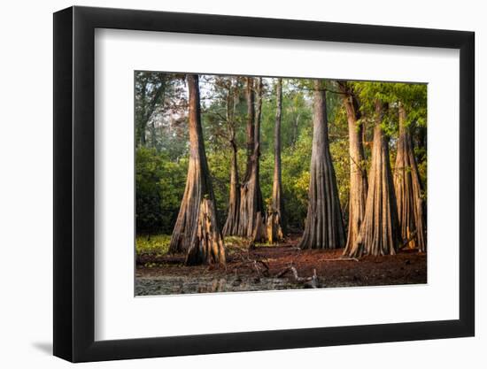 Bald Cypress in Water, Pierce Lake, Atchafalaya Basin, Louisiana, USA-Alison Jones-Framed Photographic Print