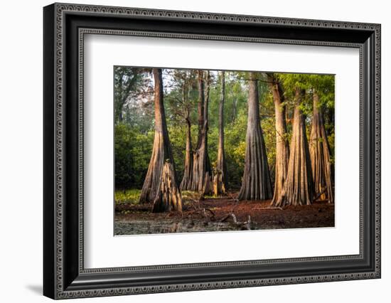 Bald Cypress in Water, Pierce Lake, Atchafalaya Basin, Louisiana, USA-Alison Jones-Framed Photographic Print