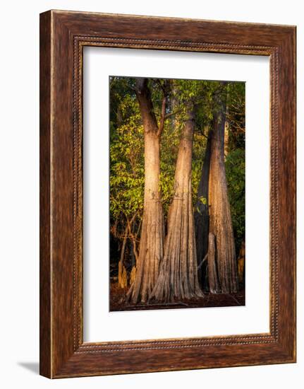 Bald Cypress in Water, Pierce Lake, Atchafalaya Basin, Louisiana, USA-Alison Jones-Framed Photographic Print