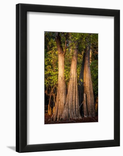 Bald Cypress in Water, Pierce Lake, Atchafalaya Basin, Louisiana, USA-Alison Jones-Framed Photographic Print