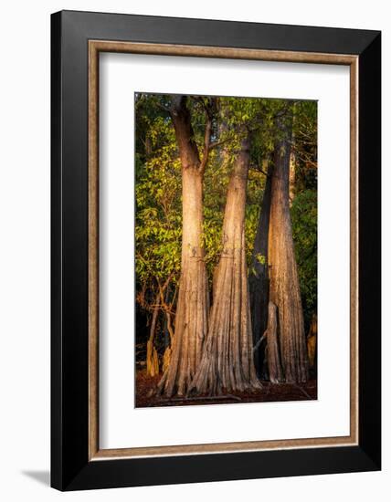 Bald Cypress in Water, Pierce Lake, Atchafalaya Basin, Louisiana, USA-Alison Jones-Framed Photographic Print