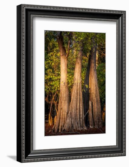 Bald Cypress in Water, Pierce Lake, Atchafalaya Basin, Louisiana, USA-Alison Jones-Framed Photographic Print