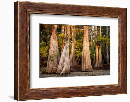 Bald Cypress in Water, Pierce Lake, Atchafalaya Basin, Louisiana, USA-Alison Jones-Framed Photographic Print