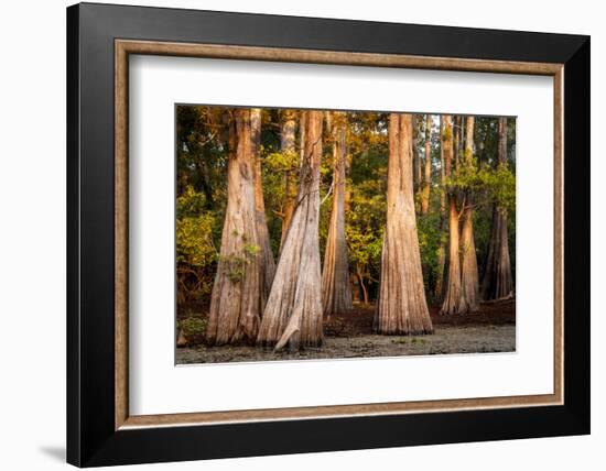 Bald Cypress in Water, Pierce Lake, Atchafalaya Basin, Louisiana, USA-Alison Jones-Framed Photographic Print