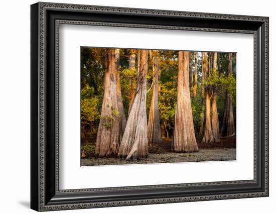 Bald Cypress in Water, Pierce Lake, Atchafalaya Basin, Louisiana, USA-Alison Jones-Framed Photographic Print